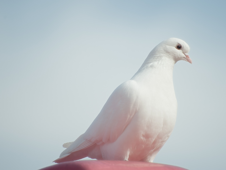 white dove holy spirit