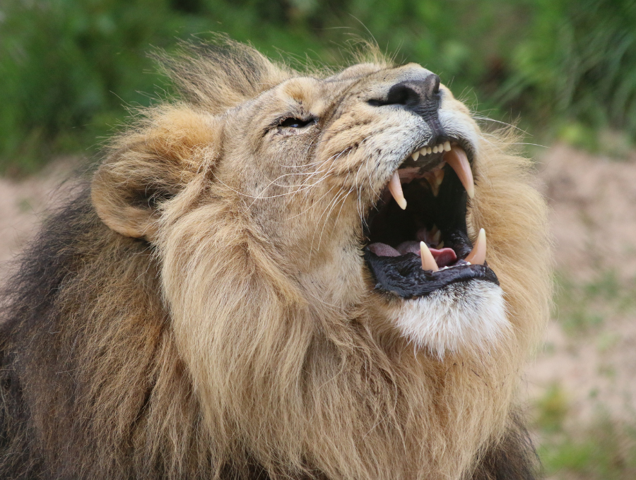 The Lion's Roar - Facing Your Fears