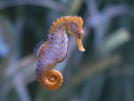 See the Seahorse