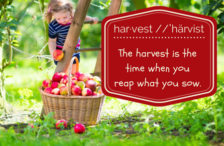 Celebrate the Harvest Season with Your Family