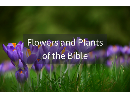 Flowers and Plants of the Bible