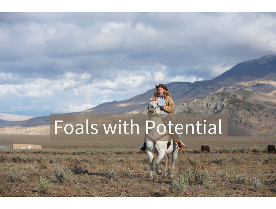 Foals with Potential