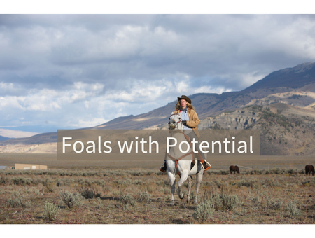 Foals with Potential