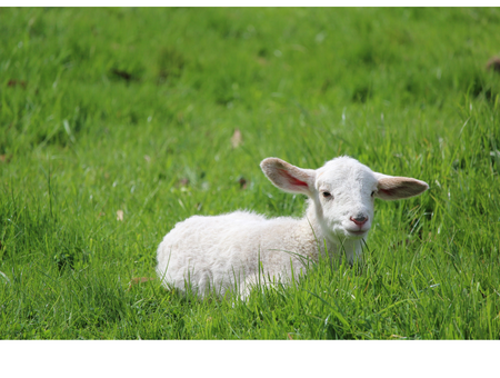 The True Easter Lamb