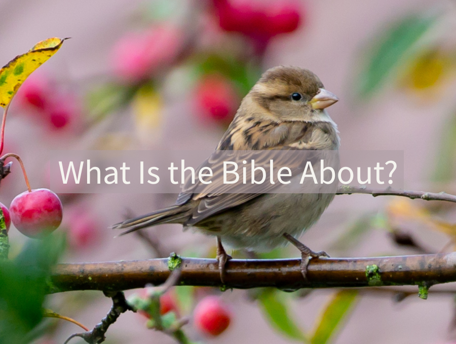 What Is the Bible About?