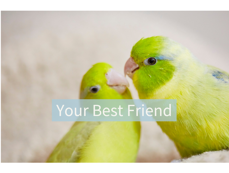 Your Best Friend
