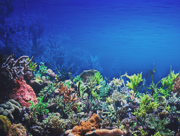 Earth Day: Coral Reefs